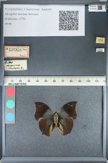 Media type: image;   Entomology 164785